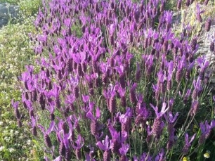 abak-mahallesi